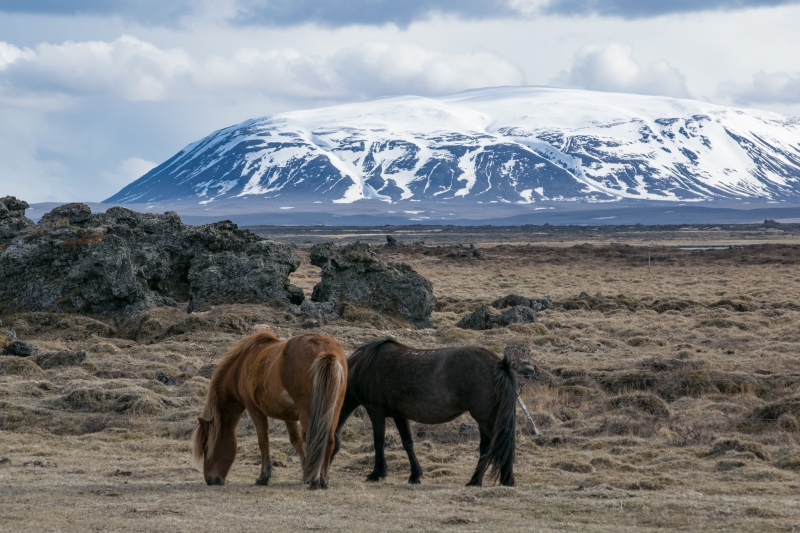 sellandafjall-horses