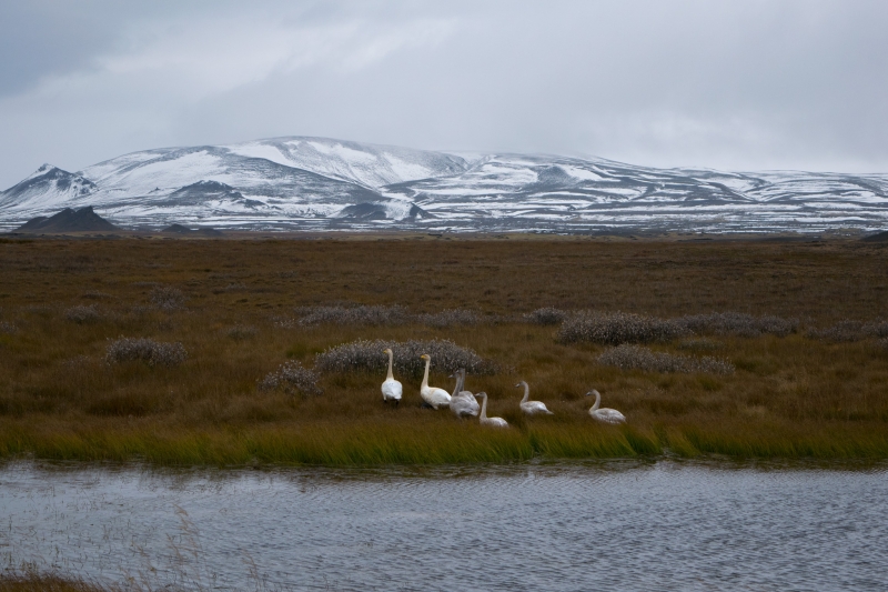 swans