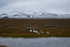 swans