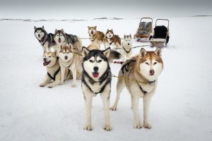siberian husky