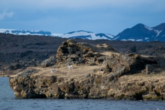 sheep