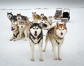 dog sledding