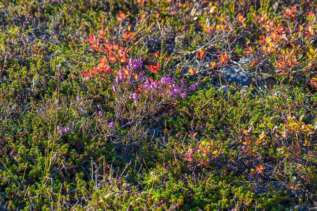 _DSC0264